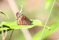 Pedaliodes napaea