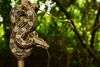 Mexican West Coast Boa Constrictor - Photo (c) Jesus Gordolomi Butterball RC, some rights reserved (CC BY-NC), uploaded by Jesus Gordolomi Butterball RC