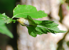 Contarinia negundinis