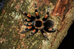 Brachypelma hamorii