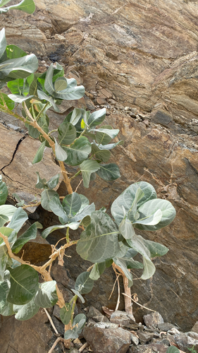 giant milkweed