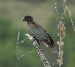 Coracopsis vasa comorensis