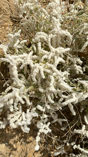 kapok bush