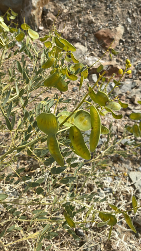 Alexandrian Senna