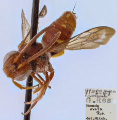Nomada ovata