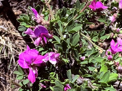 Swartberg Indigo (Indigofera nigromontana)
