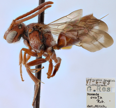Nomada ovata