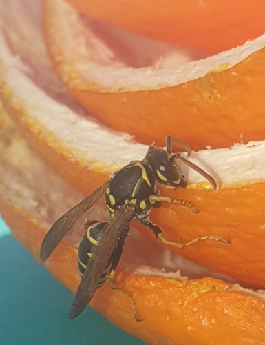 Polistes nimpha