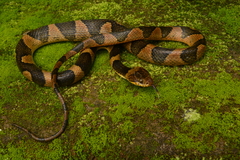 Leptodeira maculata
