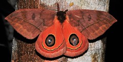 Automeris excreta