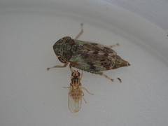 Aphanotrigonum huttoni