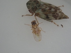 Aphanotrigonum huttoni