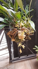 Coelogyne flaccida