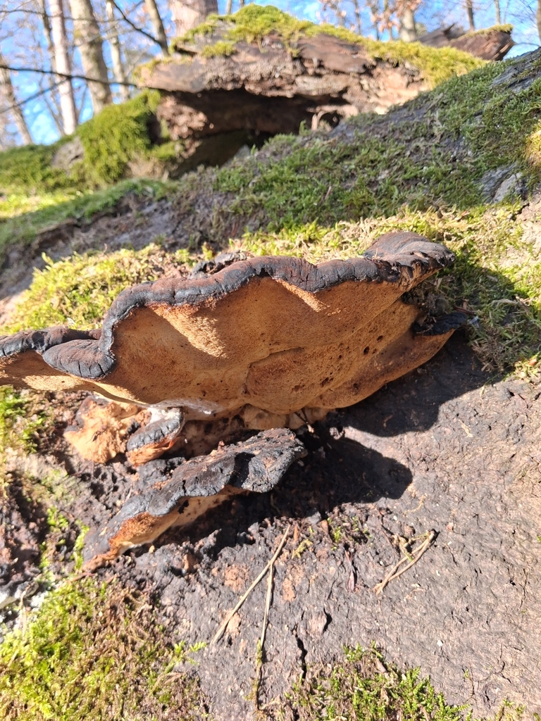 Ischnoderma resinosum · March 2026 · photo: © mangoblatt (iNaturalist, cc0)