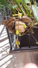 Coelogyne flaccida
