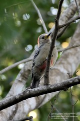 Melanerpes pygmaeus