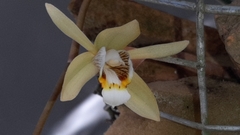 Coelogyne flaccida