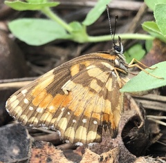 Chlosyne lacinia saundersi