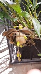 Coelogyne flaccida