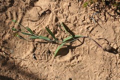 Othonna linearifolia
