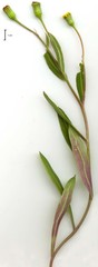 Othonna linearifolia