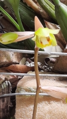 Coelogyne flaccida