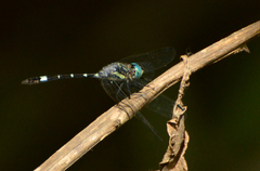Micrathyria hypodidyma