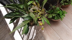 Coelogyne flaccida