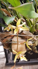 Coelogyne flaccida