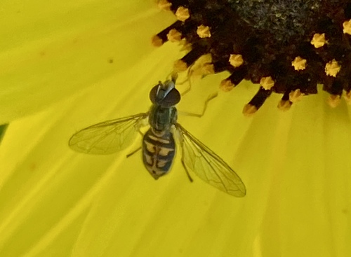 Unknown species found near Coto De Caza, CA 92679, USA