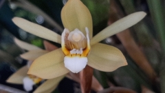 Coelogyne flaccida