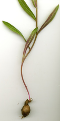 Othonna linearifolia