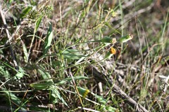 Othonna linearifolia
