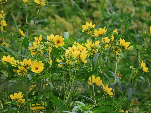Smooth Beggarticks (Bidens laevis)