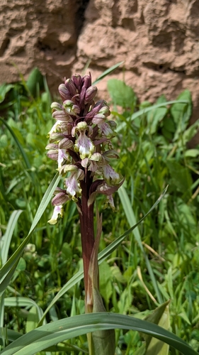 giant orchid