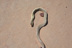 Philodryas mattogrossensis