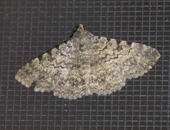 Polydesma boarmoides