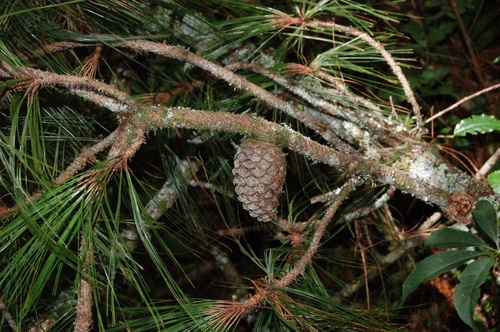 Tecun Uman's pine