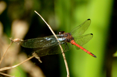 Orthemis ambinigra