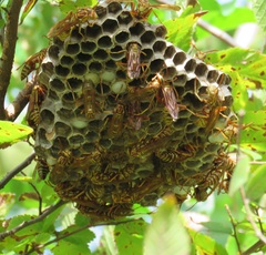 Polistes apachus apachus