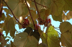Chiranthodendron pentadactylon