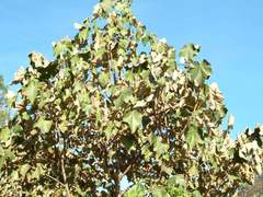 Chiranthodendron pentadactylon