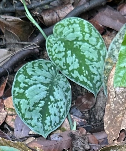 satin pothos (Scindapsus pictus)
