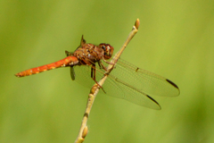 Orthemis nodiplaga