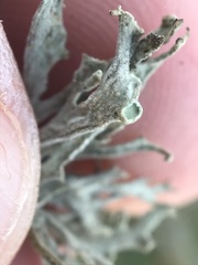 Ramalina puberulenta