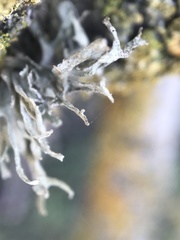 Ramalina puberulenta