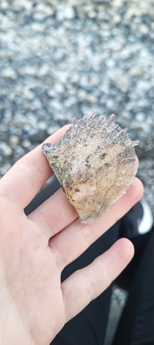 Pinctada radiata