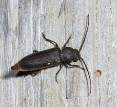 Arhopalus rusticus