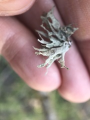 Ramalina puberulenta