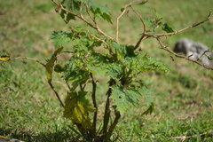 Solanum myriacanthum